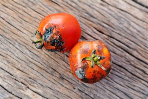 Rotten Group Of Tomato On Old Wood Background Stock Image Image Of