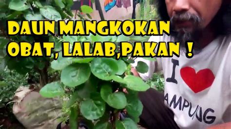 Panjangnya pun sekitar 5 hingga 15 cm. Cara tanam DAUN MANGKOKAN, Tanaman herbal,lalaban,Pakan ...