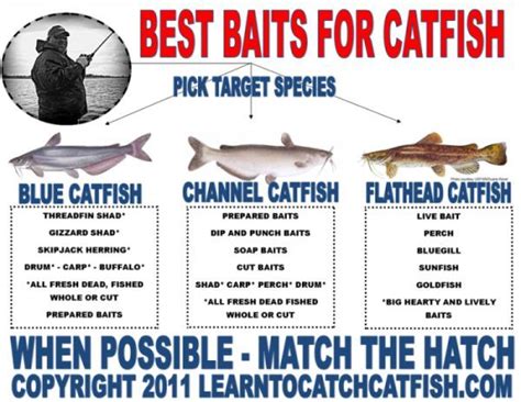Best Catfish Bait The Top 5 Catfish Baits Made Simple Best Catfish