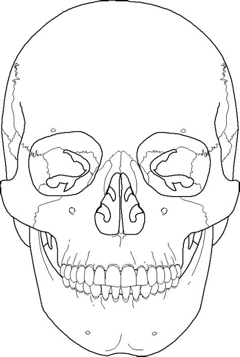 Label Skull Bones Anatomy Human Skeleton Worksheets Features Worksheet