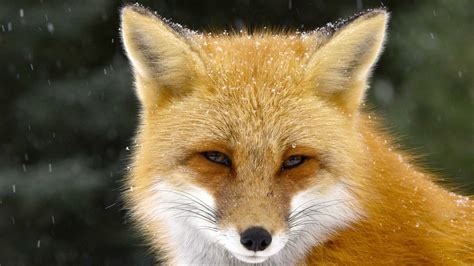 The Red Fox A Rare Look Into The Life Of One Of The Most