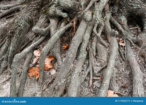 Close Up Of Tree Roots And Foliage Stock Image Image Of Beautiful