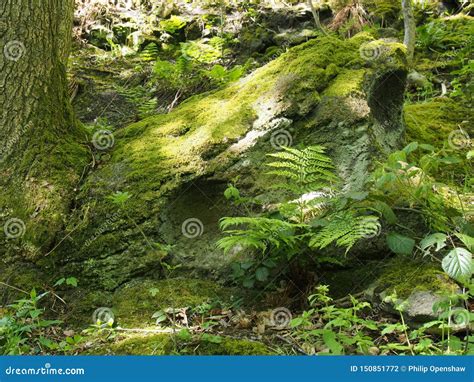 Green Moss And Lichen Covered Rock Surrounded By Ferns And Plants In