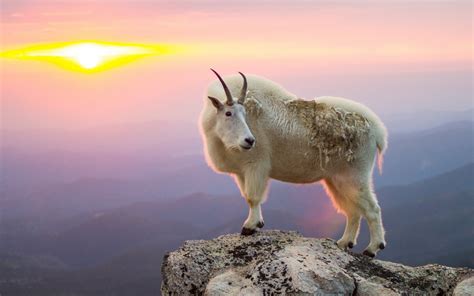 Goat Hd Wallpaper Background Image 2560x1600 Id449705