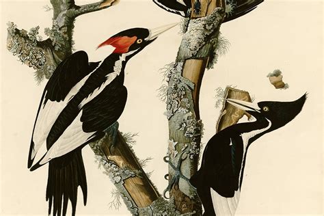 Is The Ivory Billed Woodpecker Still Around Jstor Daily