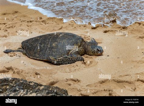 Green Turtle Turtle Beach Oahu Hawaii USA Stock Photo Alamy
