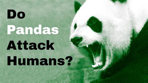 Do Pandas Attack Humans Youtube