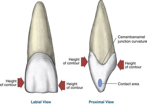16 Permanent Anterior Teeth Pocket Dentistry