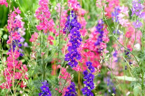 Larkspur Imperial Choice Mix Seeds The Seed Collection