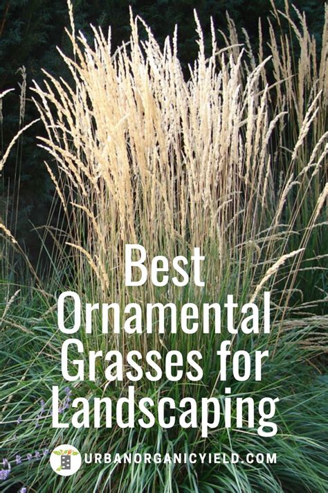 Best Ornamental Tall Grasses For Landscaping Ornamental Grasses For