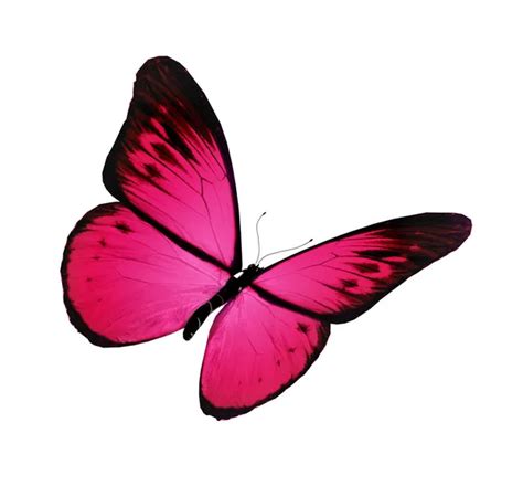 Pink Butterfly Isolated On White Stock Photo By ©suntiger 17843049