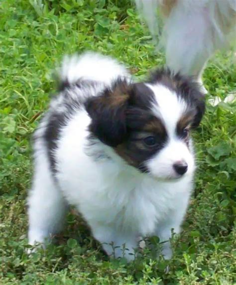 Purebred Papillon Puppies Available For Sale