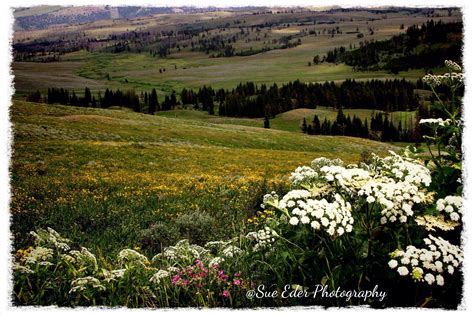 Spring Wildflower Beauty Yellowstone National Park Photo Copyright By