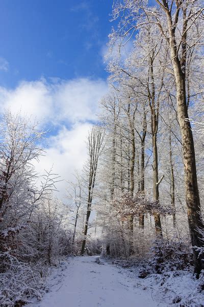 Snowy Winter Walkway Free Stock Photos Rgbstock Free Stock Images