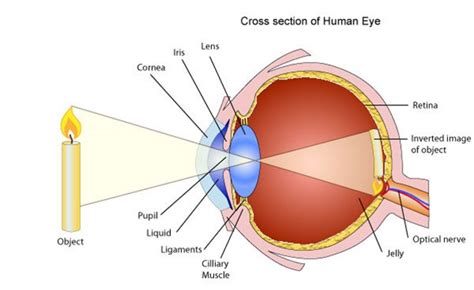 The Human Eye Function Anatomy Pupil Retina Optic Nerve
