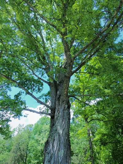 The Top 6 Fast Growing Oak Trees That Stay Healthy Just Trees Online