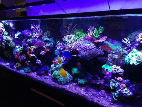 Saltwater Best Large Aquarium 50 Gallons Welcome To The