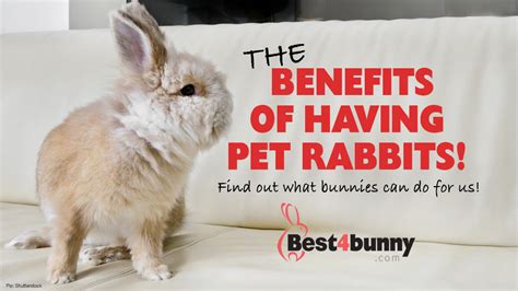 Rabbit Care Advice Best 4 Bunny