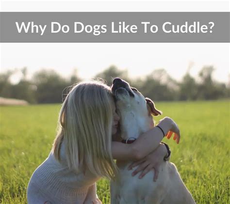 Why Do Dogs Like To Cuddle Fascinating Reasons Pets Heed