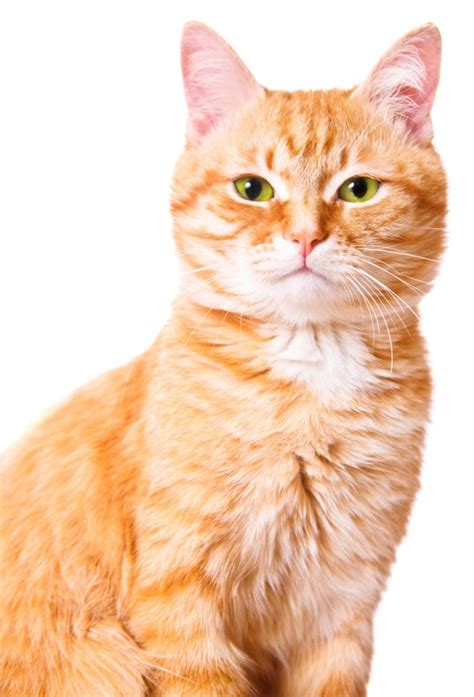 Рыжие коты - характер и повадки