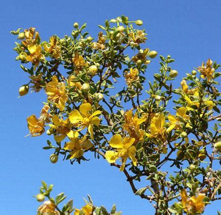 Gobernadora características hábitat propiedades medicinales