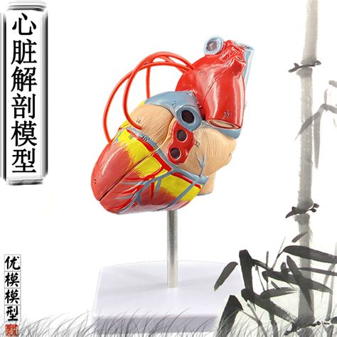 11标准人体心脏模型解剖可拆卸教学模型仿真自然大心脏模型医学
