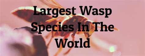 8 Largest Wasp Species In The World