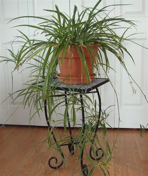 Or Hanging Spider Plant Removing Carbon Monoxide Formaldahyde Bright
