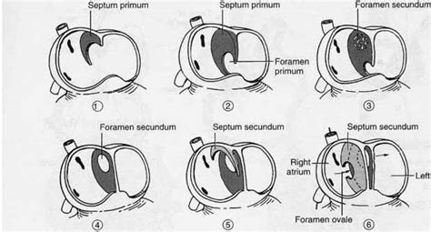 Cardiovascular System Clinical Correlations Guws Medical