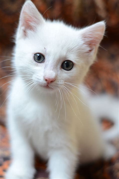 White Cat Cute Animals Pretty Cats Baby Cats