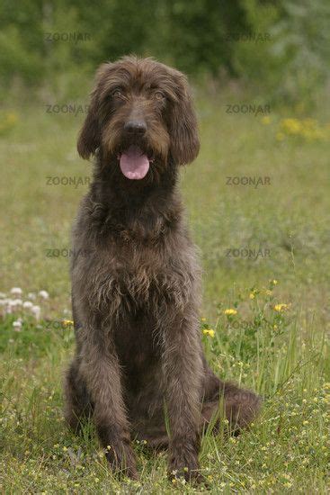More info about the pudelpointer, puppies, temperament and breeders. Pudelpointer / German hunting poodle Hound Dogs #Puppy ...