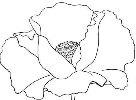 Poppy Traceable Angelafineart Art In 2019 Poppy Drawing Flower
