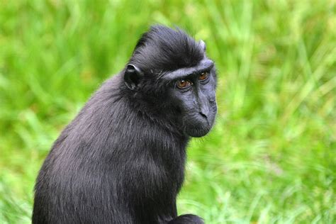 Celebes Crested Macaque Flickr Photo Sharing Marsupial Primates