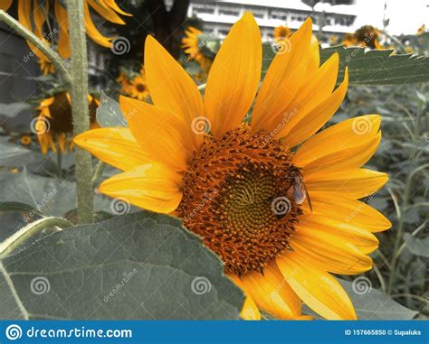 Close Up Shot Of Sunflower Plant With Honey Bee Field Of Blooming