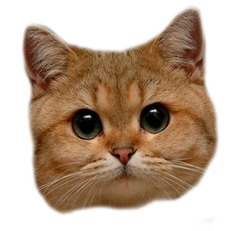 Cat Head Png By Madcatmd On Deviantart