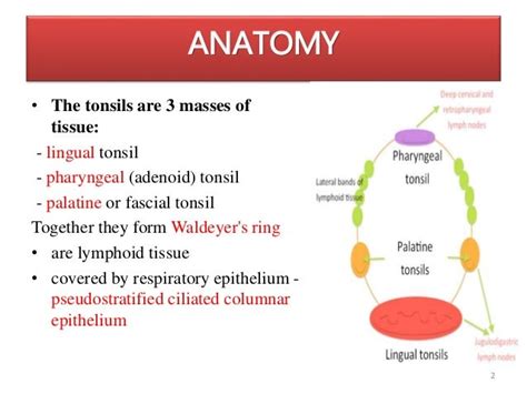 Tonsils And Adenoids In Children