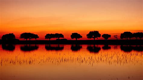 Online Crop Silhouette Of Trees Sunset Red Sun Landscape Nature