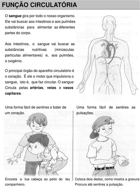 Diversos Comportamentos E Funções Fisiológicas Do Nosso Corpo São Periódicos