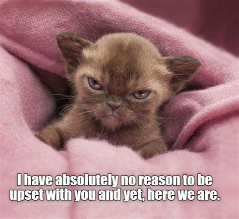 Here We Are Lolcats Lol Cat Memes Funny Cats Funny Cat