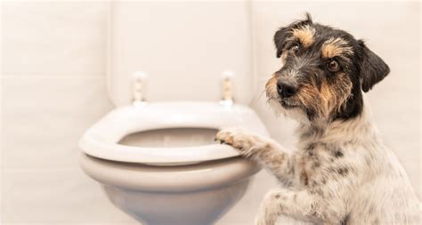 8 Gross Things Your Dog Does And Why