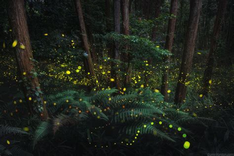 A Dazzling Series Of Photos Captures The Soft Glow Of Firefly Mating Season In Japan Colossal