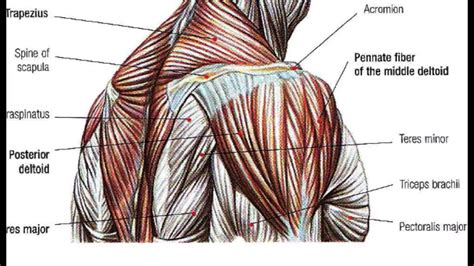 Shoulder Muscles Diagram