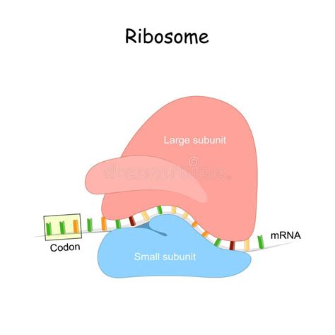 Interactie Van Een Ribosoom Met Mrna Het Ribosomenwerk Om Pr Te Maken