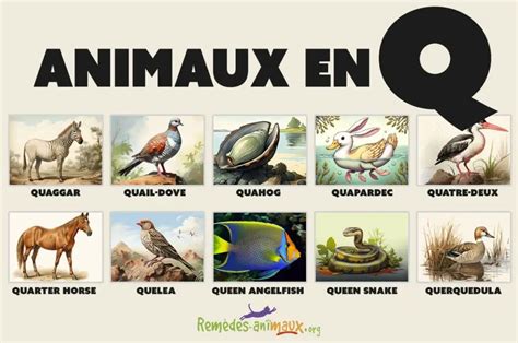 Animal En Q Liste Des Animaux Commençant Par La Lettre Q