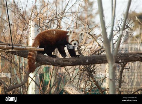 Red Panda Ailurus Fulgens Vienna Zoo Tierpark Schoenbrunn Vienna