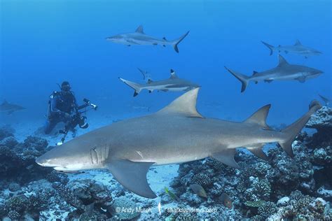 Sharptooth Lemon Shark 015 Sharks And Rays