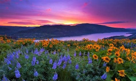 Oregon Wildflowers Wildflower Hikes In Oregon Beautiful Landscapes