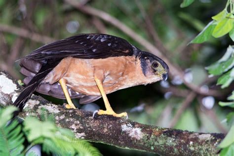 Collared Forest Falcon Birdforum Opus