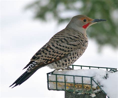 26 Best Images Backyard Birds Utah Watching And Feeding Birds In Utah