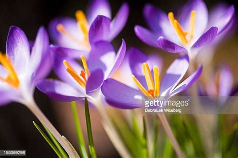 Yellow Crocus Photos And Premium High Res Pictures Getty Images